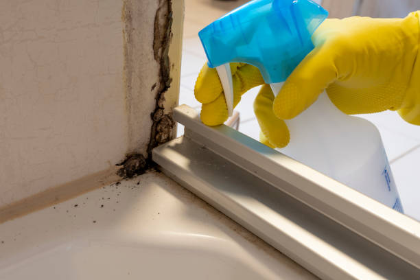 Best Local Mold Removal Service  in El Rancho, NM