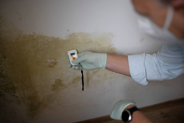 Best Commercial Mold Removal  in El Rancho, NM