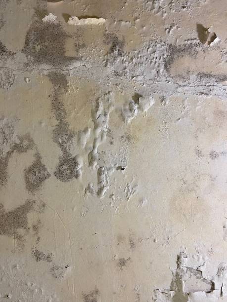 Best Fast Mold Removal  in El Rancho, NM