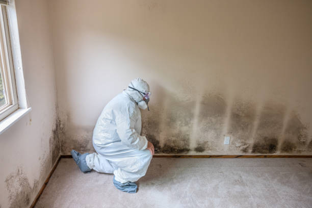 Best Residential Mold Removal  in El Rancho, NM